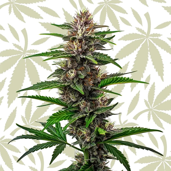 Fat Bastard cannabis strain plant