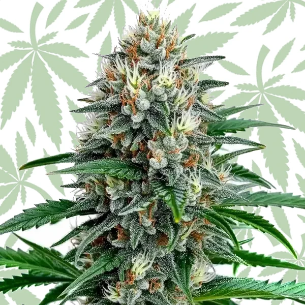 Fire Alien Strawberry x Mac Rillaz F1 cannabis strain plant