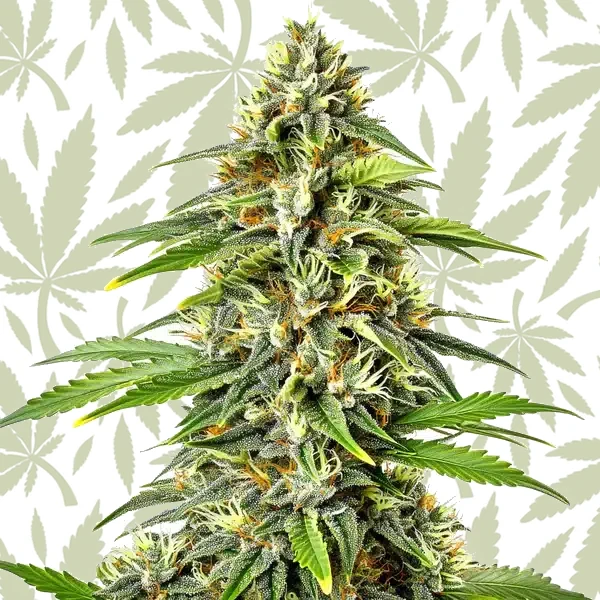 Fire Kush Auto cannabis strain plant