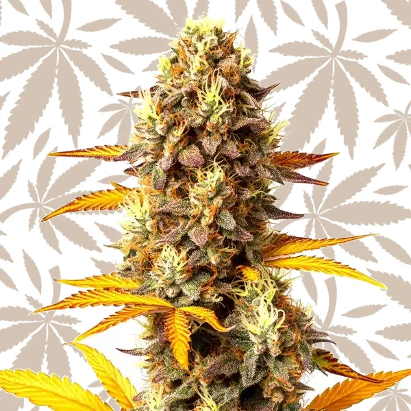 Fire OG cannabis strain plant