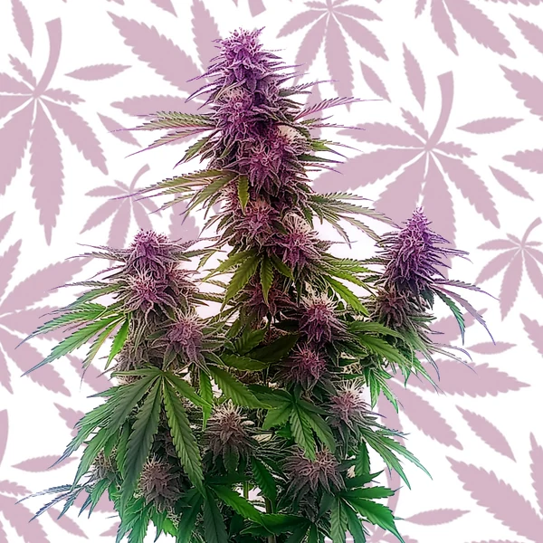 Florida Sunrise Auto cannabis strain plant