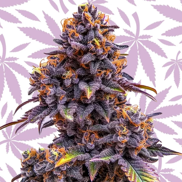 Forbidden Fruit Auto cannabis strain plant