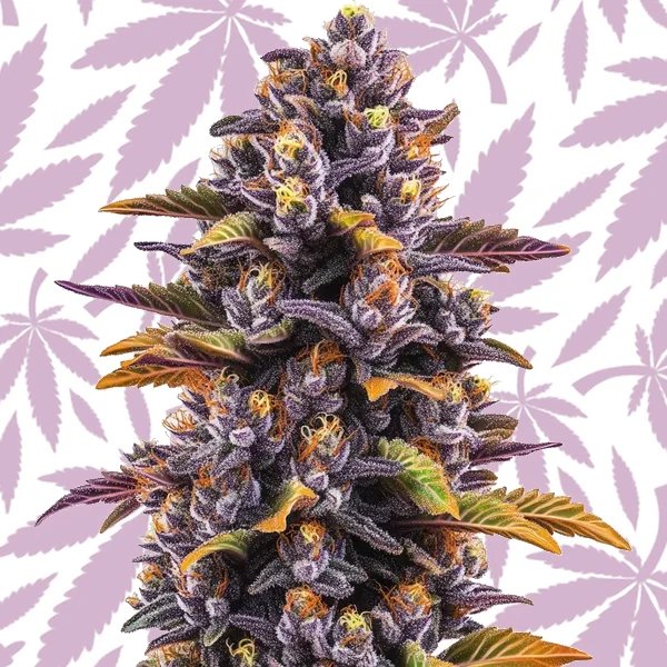 Forbidden Fruit cannabis strain plant