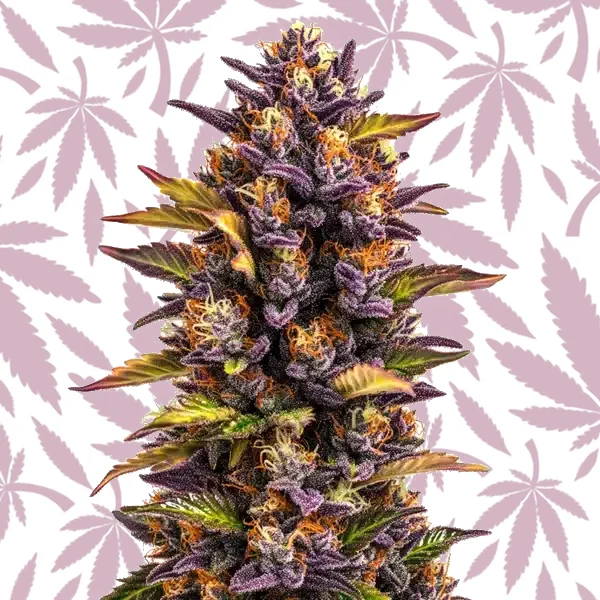 Forbidden Runtz Auto cannabis seed pack