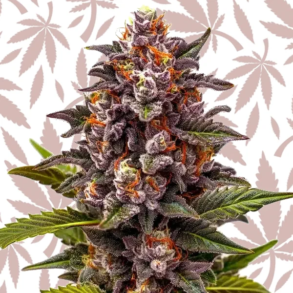Forbidden Z OG cannabis strain plant