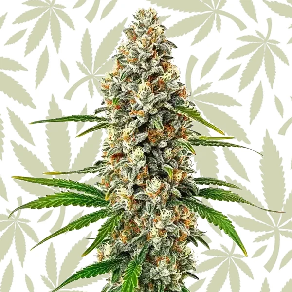 Fro-Yo Auto cannabis strain plant