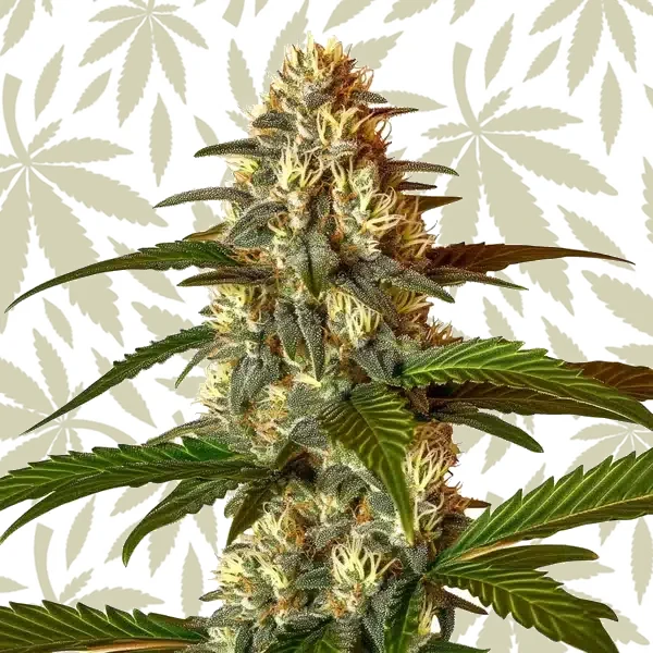 Frosted Guava Auto cannabis strain plant