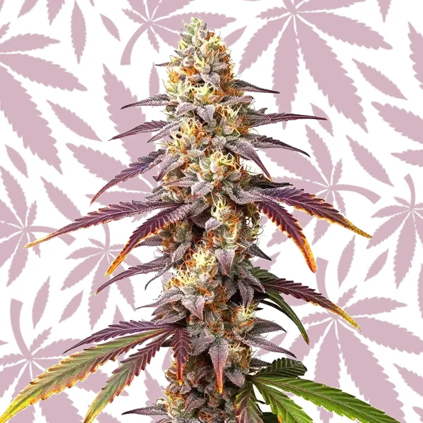 Frosted Guava cannabis strain plant