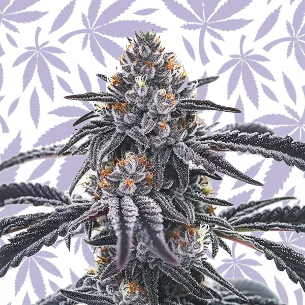 Frosty Blue OG cannabis strain plant
