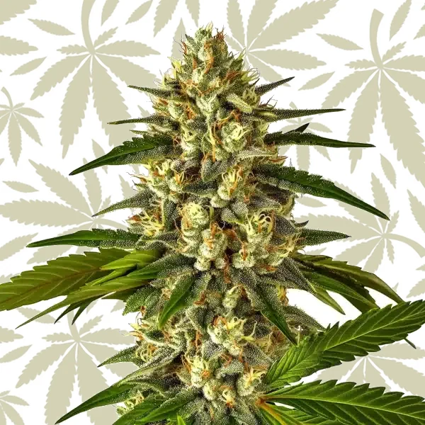 Fruit Auto cannabis strain plant