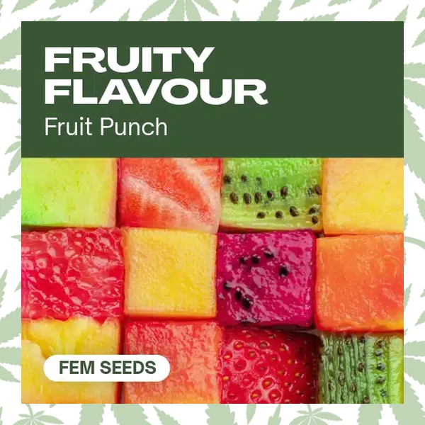 Fruity Flavor cannabis strain plant