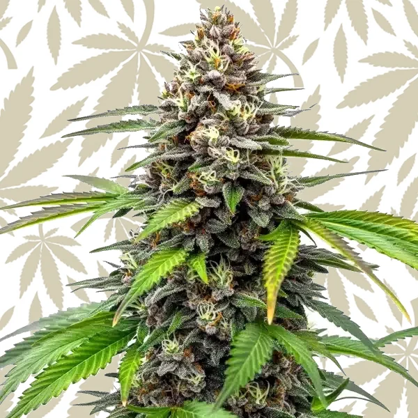 Fruity Oop! cannabis strain plant