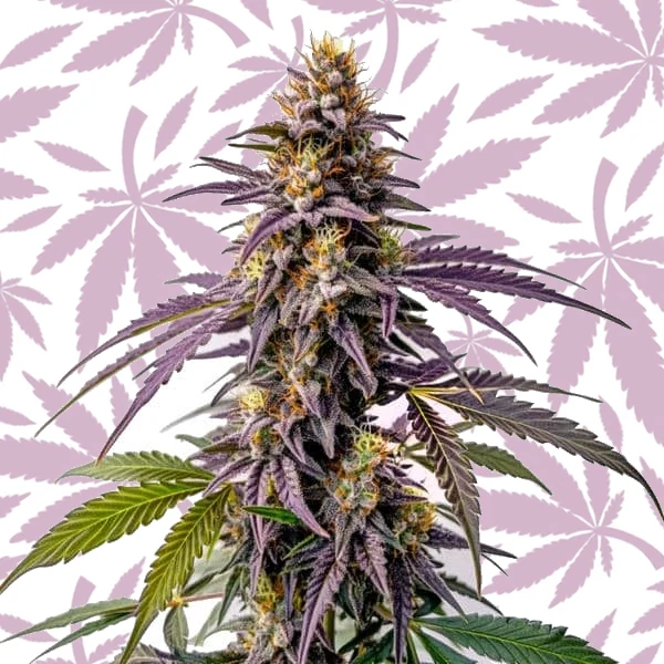 Fruity Pebbles cannabis strain plant