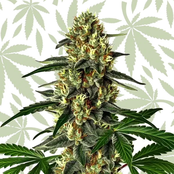 Future #1 Auto cannabis strain plant