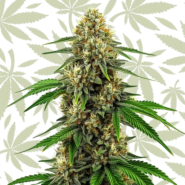 Future #1 cannabis strain plant