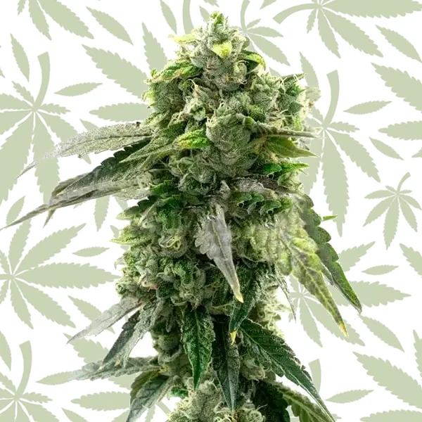 G13 Autoflower cannabis strain plant