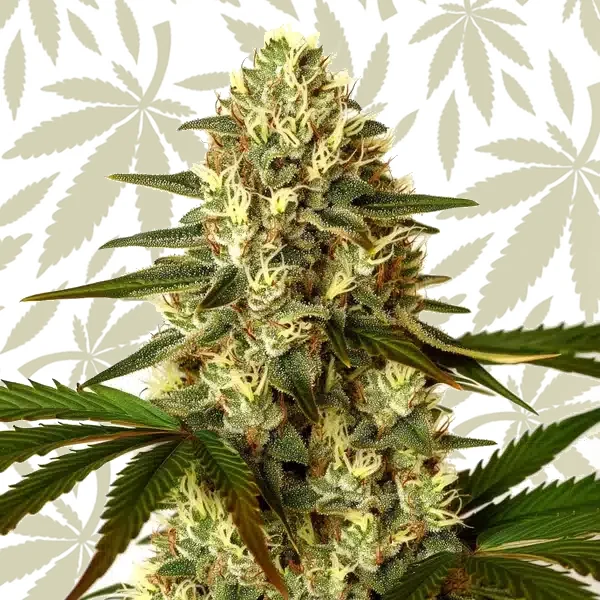 G13 x Nebula cannabis strain plant
