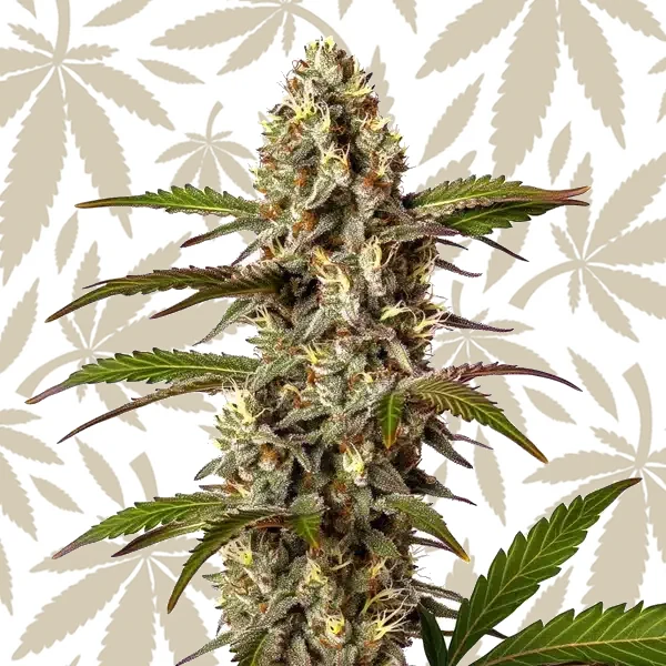 G13 x OG Kush cannabis strain plant