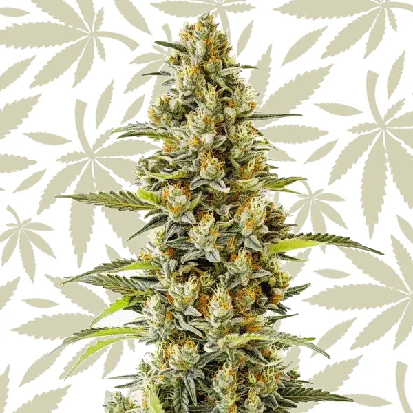 G13 cannabis strain plant