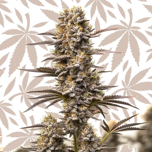 Gary Payton x Honey cannabis strain plant