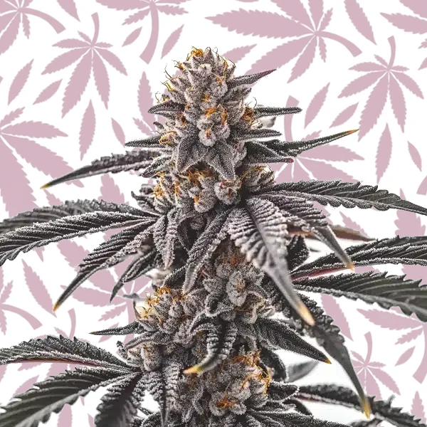 Gas Burzt cannabis strain plant