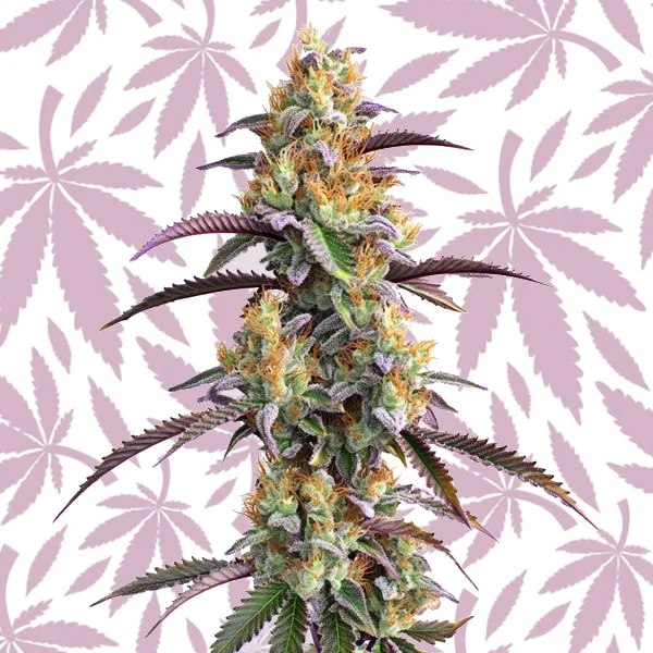 Gator Breath cannabis strain plant