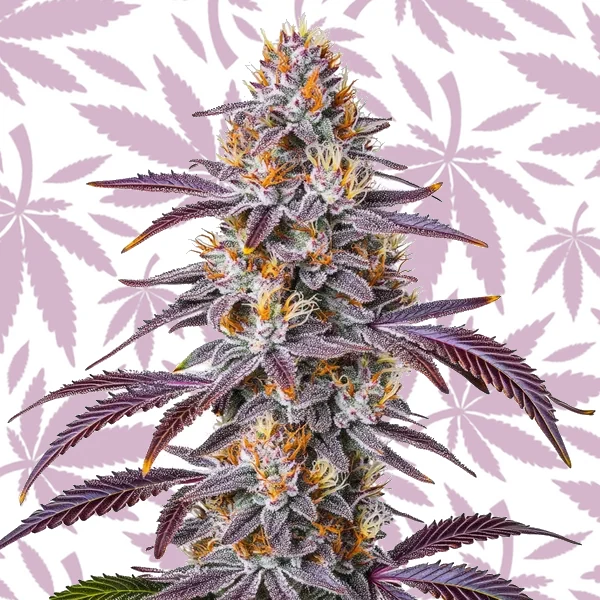 Gelato 33 cannabis strain plant