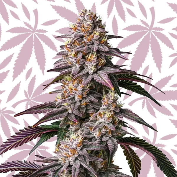 Gelato 41 cannabis strain plant