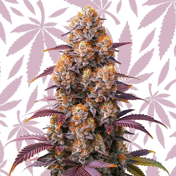 Gelato 45 cannabis strain plant