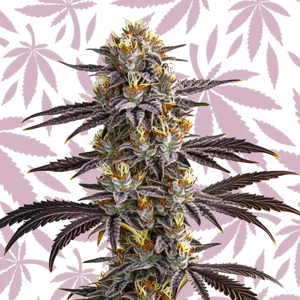 Gelato Auto cannabis seed pack