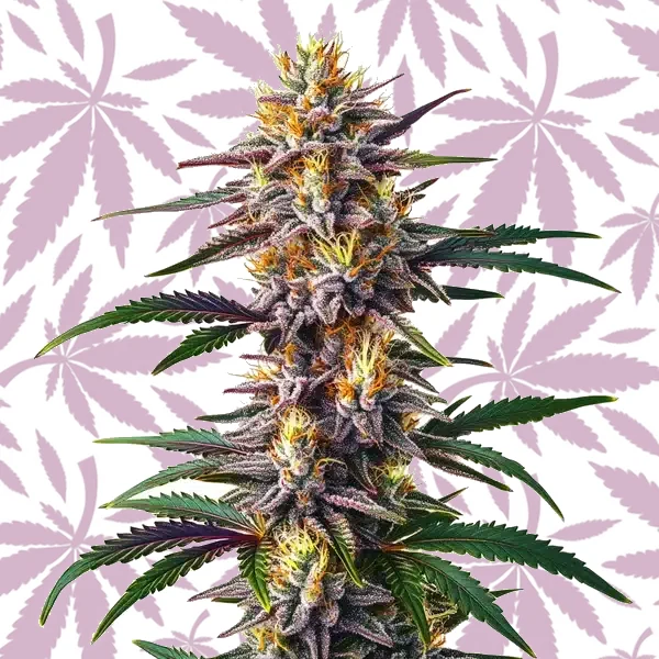 Gelato Fast Version cannabis strain plant