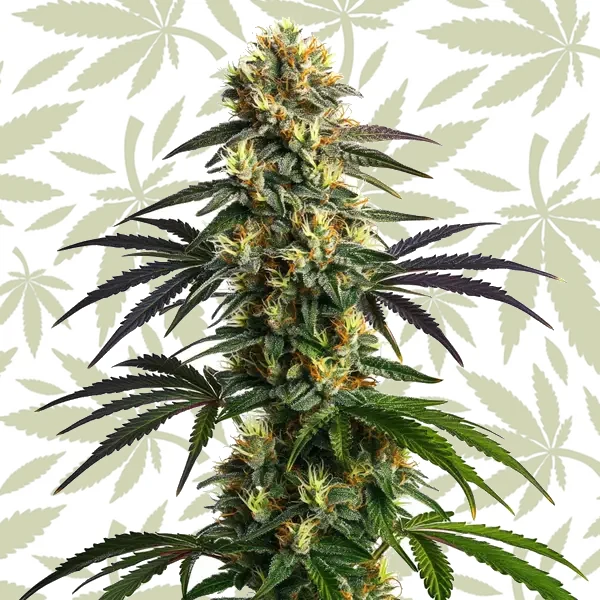 Gelato FBV cannabis strain plant