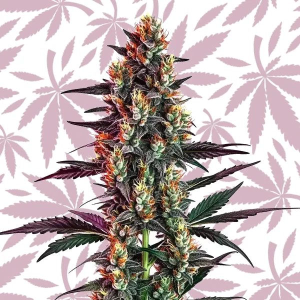 Gelato Regular cannabis strain plant