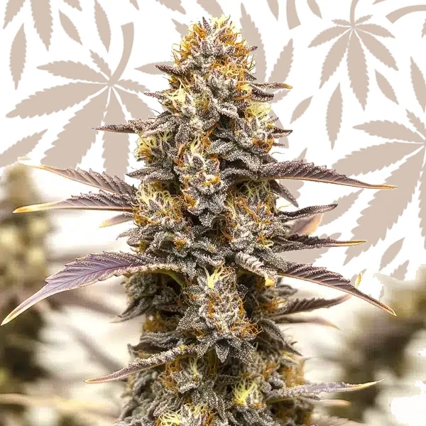 Gelato x Face OFF cannabis strain plant