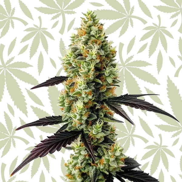 Gelato x Girl Scout Cookies cannabis strain plant