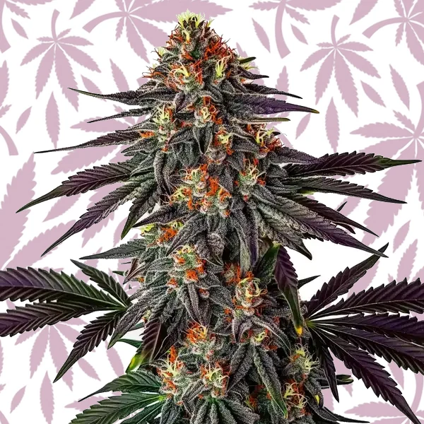 Gelato x Honey Drop cannabis strain plant