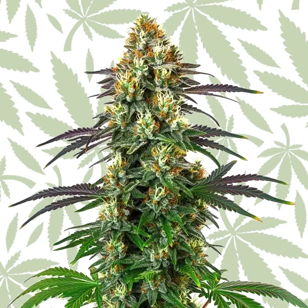 Gelato x Kosher Kush cannabis strain plant