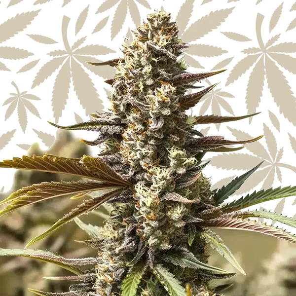Gelato x London Pound Cake cannabis strain plant