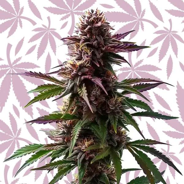 Gelato x Purple Punch Autoflower F1 cannabis strain plant