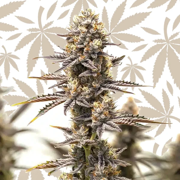 Gelato x Rosetta Stone cannabis strain plant