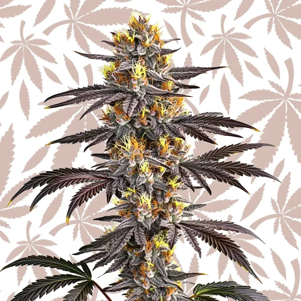 Gelato cannabis strain plant