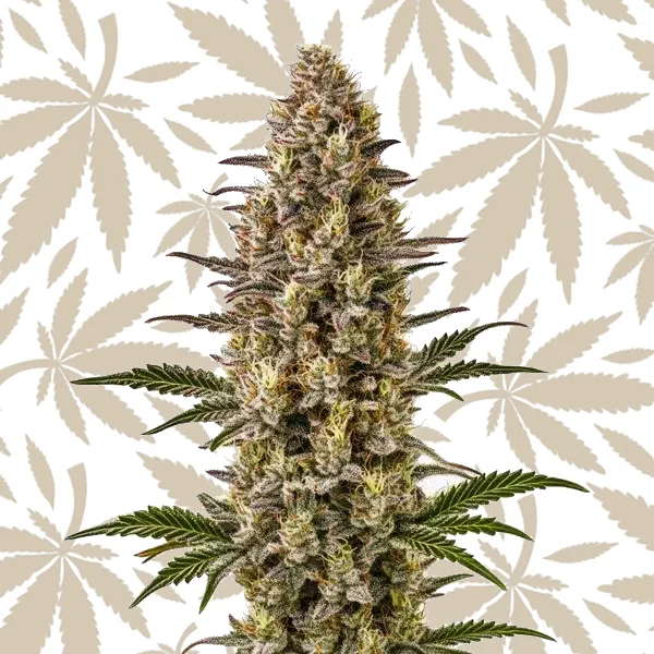 Gelonade cannabis strain plant