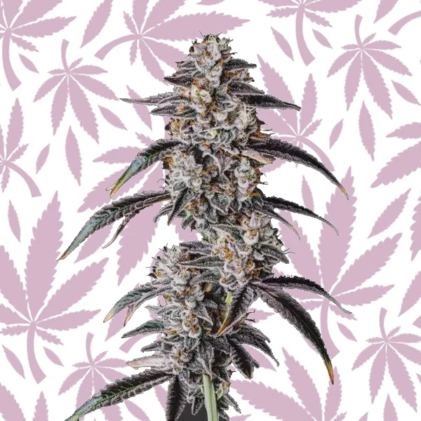 Georgia Pie cannabis strain plant