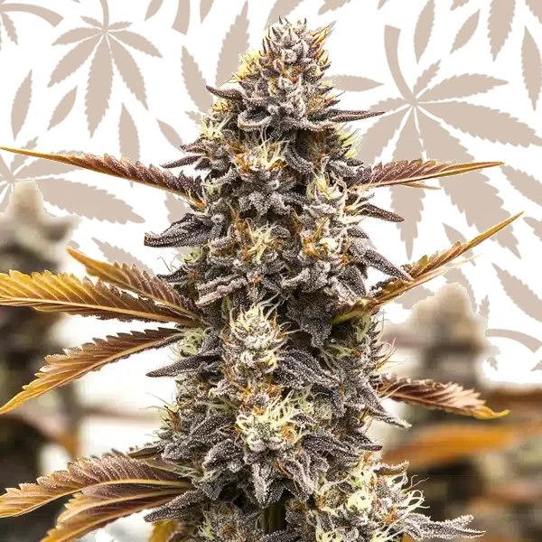 Ghost OG Chemdog Autoflower cannabis strain plant