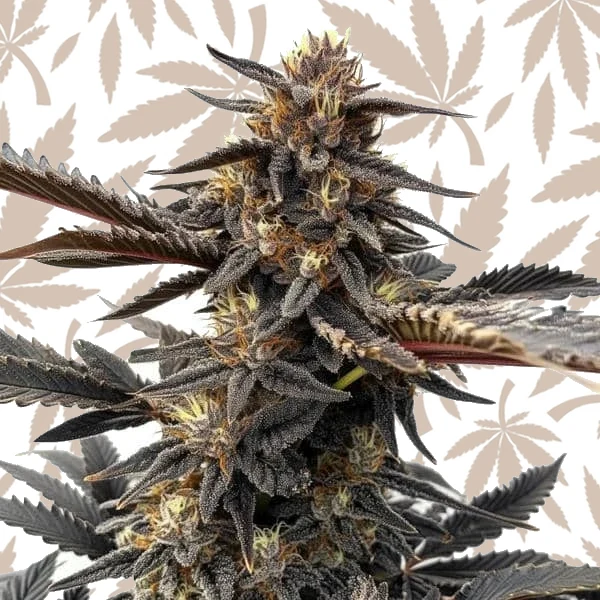 Ghost OG cannabis strain plant