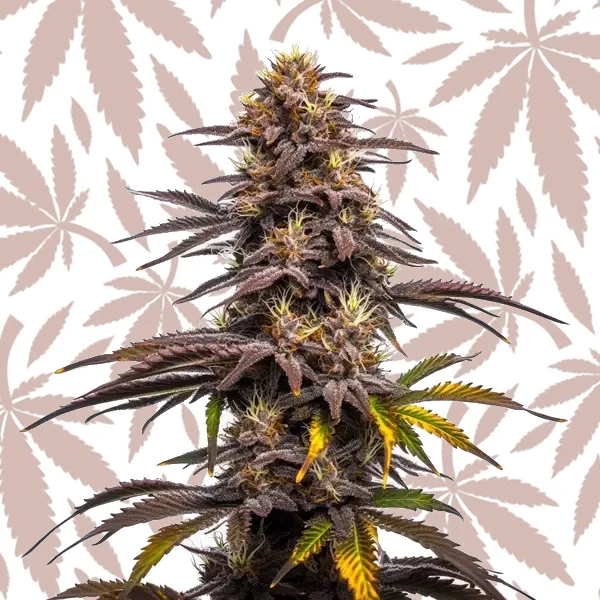 Ghost Train Haze x Pellezino cannabis strain plant