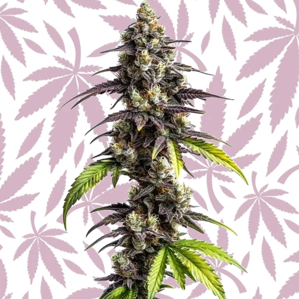 Ghost Train Power cannabis strain plant