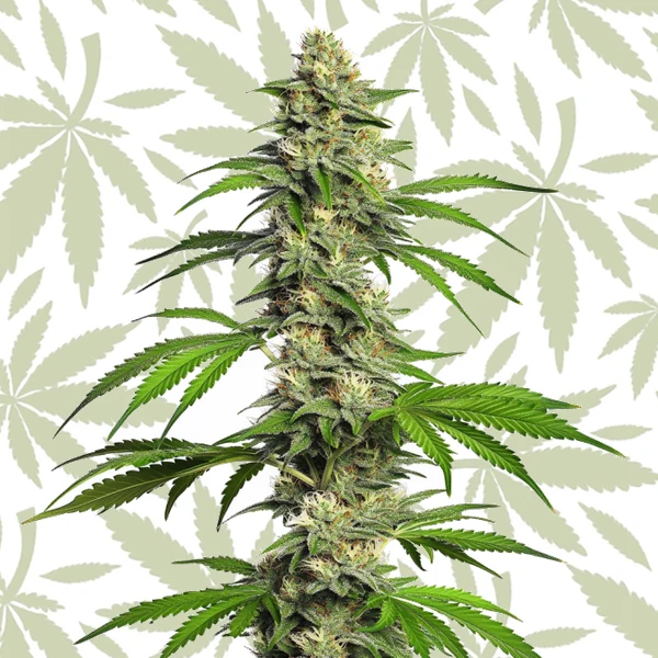 Girl Scout Cookies Autoflower cannabis strain plant