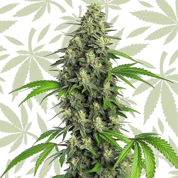 Girl Scout Cookies Fast Version cannabis strain plant