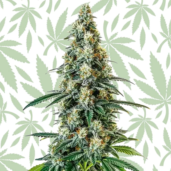 Girl Scout Cookies Regular cannabis strain plant